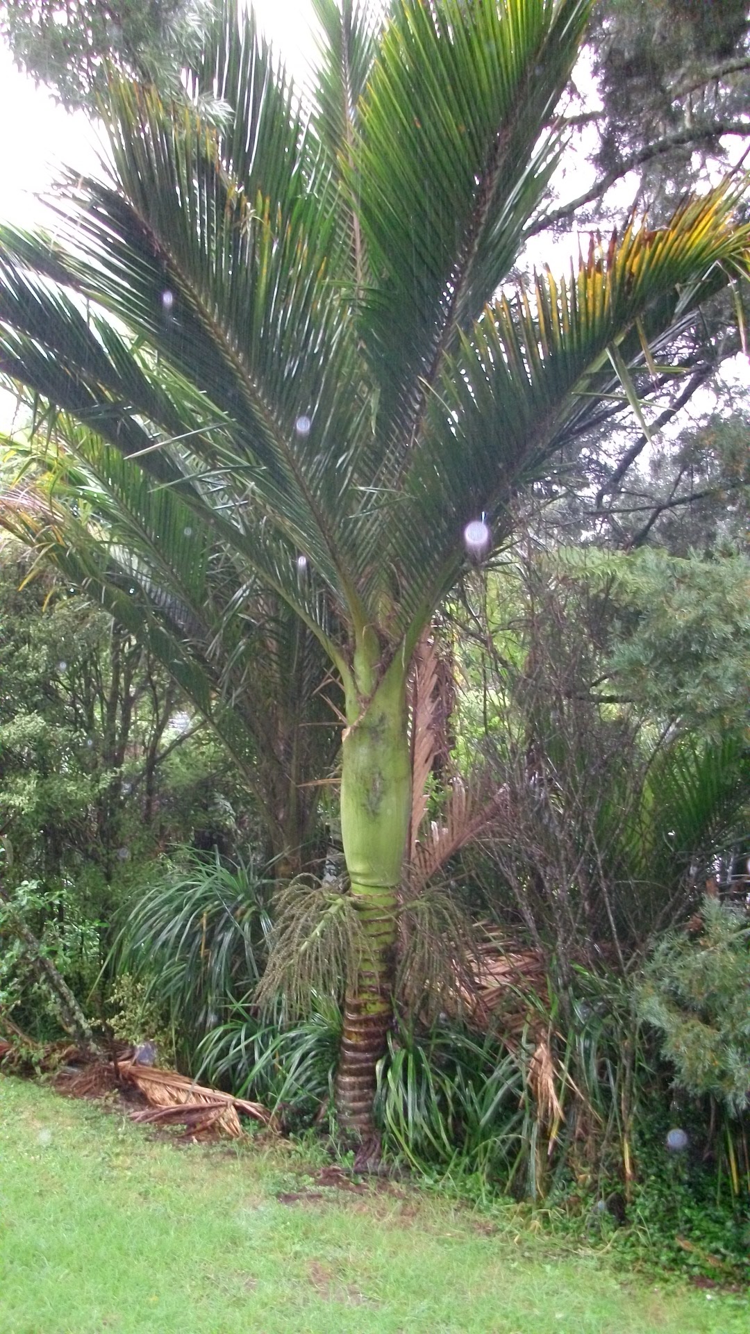 Palm Adaptations DISCUSSING PALM TREES WORLDWIDE PalmTalk